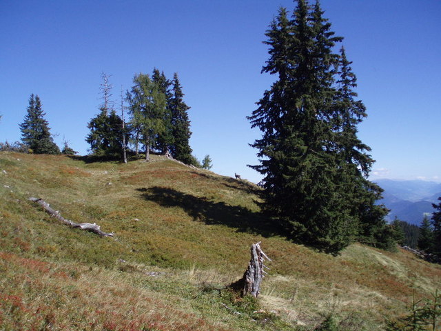 p54
