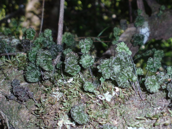 p096